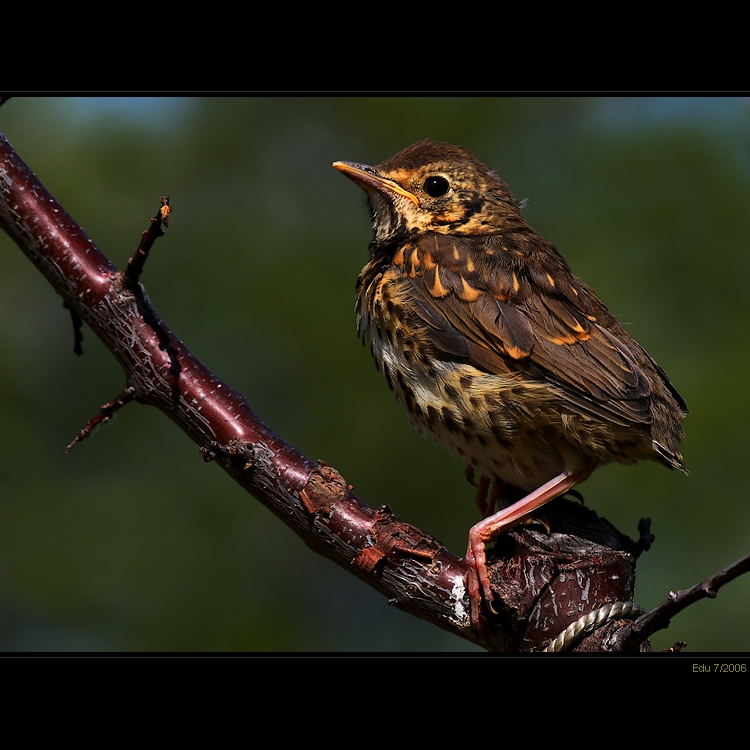 turdus